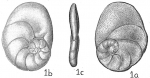 Planulina caribaea