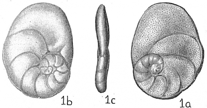 Planulina caribaea Planulina caribaea