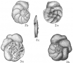 Planulina foveolata