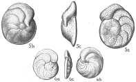 Planulina wuellerstorfi, author: Cedhagen, Tomas