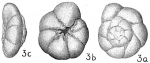 Rotalia beccarii tepida