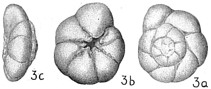 Rotalia beccarii tepida Rotalia beccarii tepida