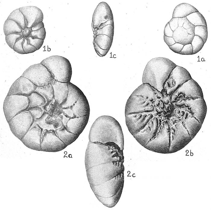 Identified as Rotalia beccarii by Cushman (1931) but includes specimens of several species. Identified as Rotalia beccarii by Cushman (1931) but includes specimens of several species.