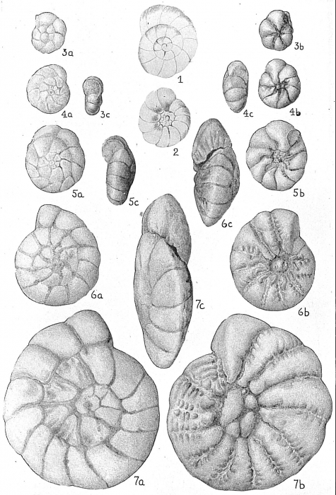 Rotalia beccarii (figs 6-7); other Ammonia species (Figs 1-5) Rotalia beccarii (figs 6-7); other Ammonia species (Figs 1-5)