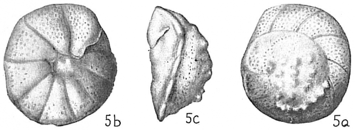 Rotalia rosea Rotalia rosea