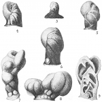 Rupertia stabilis, author: Cedhagen, Tomas