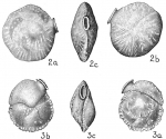 Siphonina pulchra