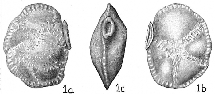 Siphonina reticulata Siphonina reticulata