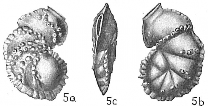 Siphoninella soluta Siphoninella soluta