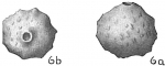 Siphoninoides echinata