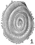 Spirillina lateseptata