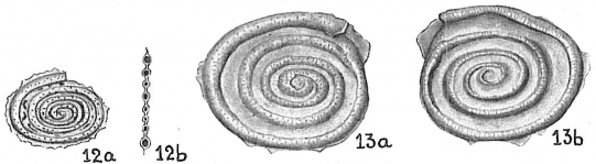 Spirillina lateseptata, author: Cedhagen, Tomas