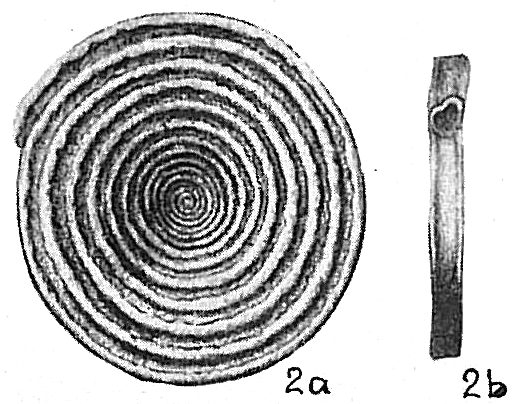Spirillina limbata Spirillina limbata