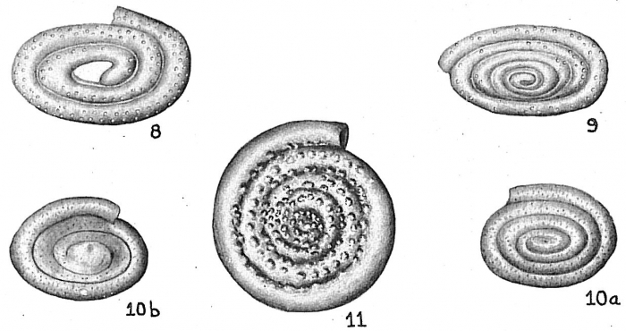 Spirillina obconica Spirillina obconica