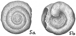 Spirillina vivipara densepunctata