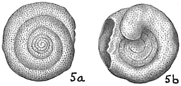 Spirillina vivipara densepunctata Spirillina vivipara densepunctata