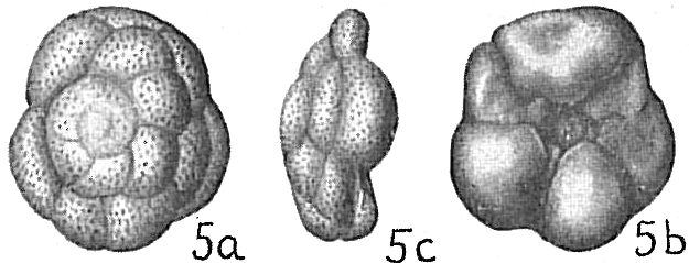Tretomphalus bulloides Tretomphalus bulloides