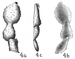 Webbina rugosa
