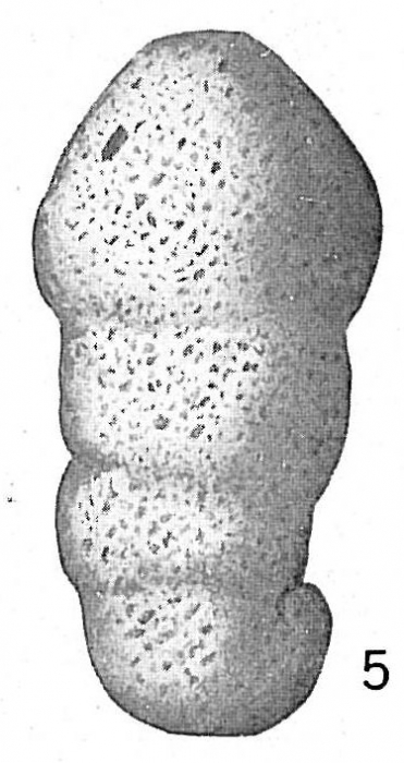 Ammobaculites cylindricus Ammobaculites cylindricus