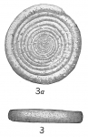 Ammodiscus incertus discoideus