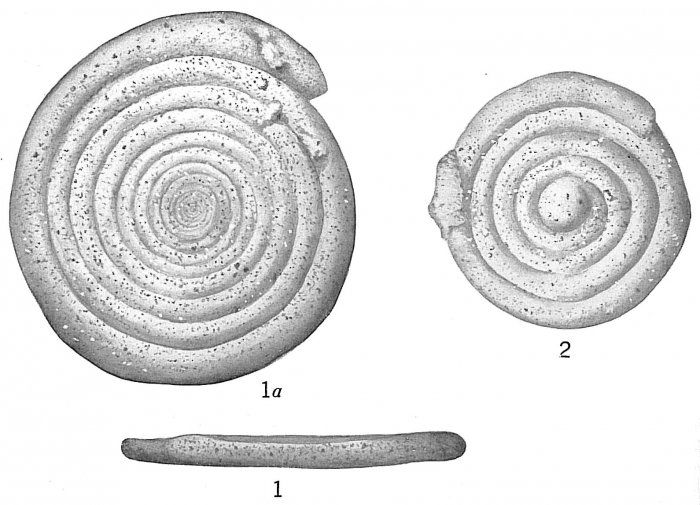 Ammodiscus incertus Ammodiscus incertus