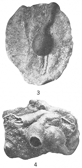 Ammolagena clavata Ammolagena clavata