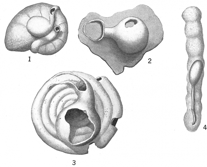 Ammolagena clavata Ammolagena clavata