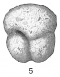 Chromista - Foraminifera (foraminifers)