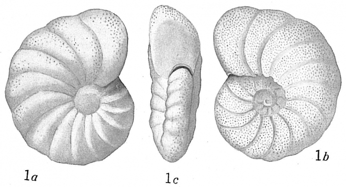 Anomalina ammonoides sensu Cushman Not Reuss Anomalina ammonoides sensu Cushman Not Reuss