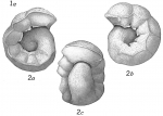 Anomalina coronata
