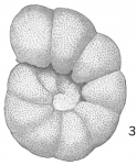 Anomalina grosserugosa
