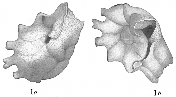 Anomalina polymorpha cervicornis Anomalina polymorpha cervicornis
