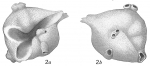 Anomalina polymorpha siphonifera