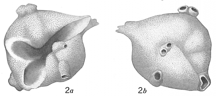 Anomalina polymorpha siphonifera Anomalina polymorpha siphonifera