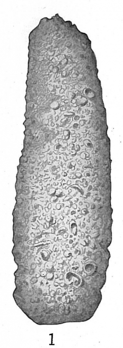 Astrorhiza granulosa Astrorhiza granulosa
