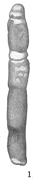 Bathysiphon filiformis Bathysiphon filiformis