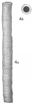 Bathysiphon flavidus giganteus