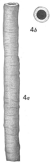 Bathysiphon flavidus giganteus Bathysiphon flavidus giganteus