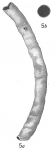 Bathysiphon papyraceus