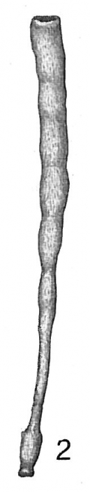 Bathysiphon rufus Bathysiphon rufus