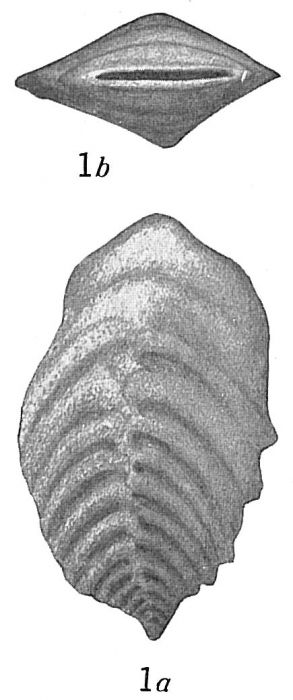 Bigenerina capreolus Bigenerina capreolus