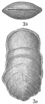 Bigenerina pennatula