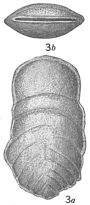 Bigenerina pennatula Bigenerina pennatula