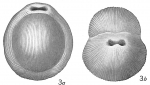 Biloculina comata