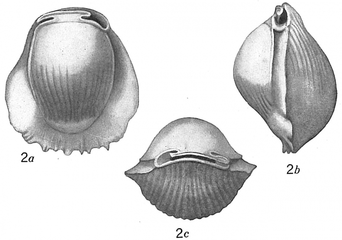 Biloculina denticulata striolata Biloculina denticulata striolata