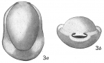 Biloculina denticulata var.