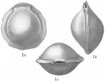 Biloculina sarsii