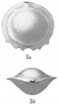 Biloculina serrata