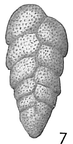 Bolivina compacta Bolivina compacta
