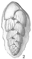 Bolivina hantkeniana, author: Cedhagen, Tomas